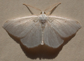 White Spring Moth